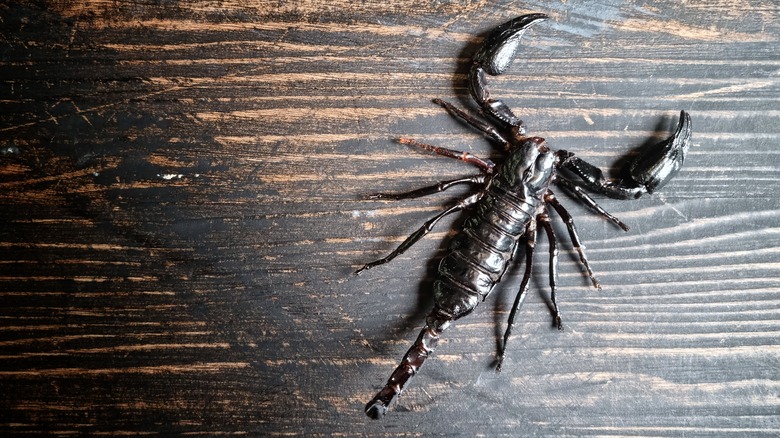 scorpion on wood