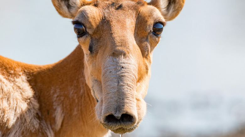 saiga antelope drinking water