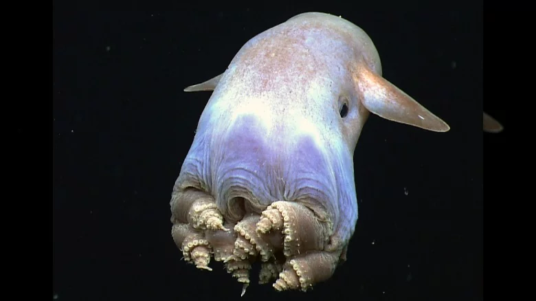 the-octopus-that-can-reproduce-at-will-1622770671.webp