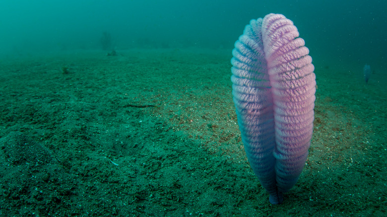 sea pen ocean floor