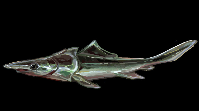 Brindabellaspis rendering art