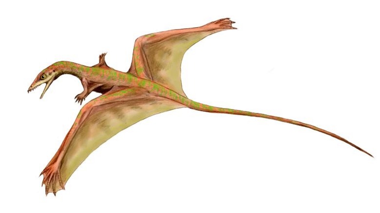 Sharovipteryx art 