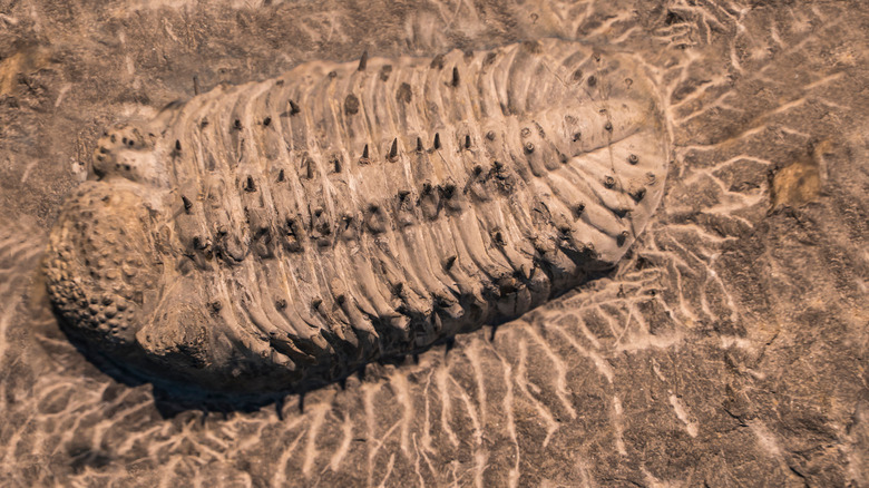 fossilized trilobite