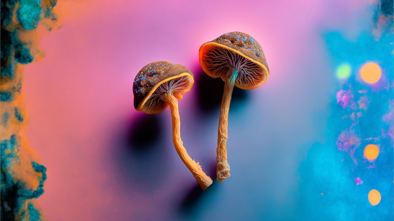 two psilocybin mushrooms multicolored background