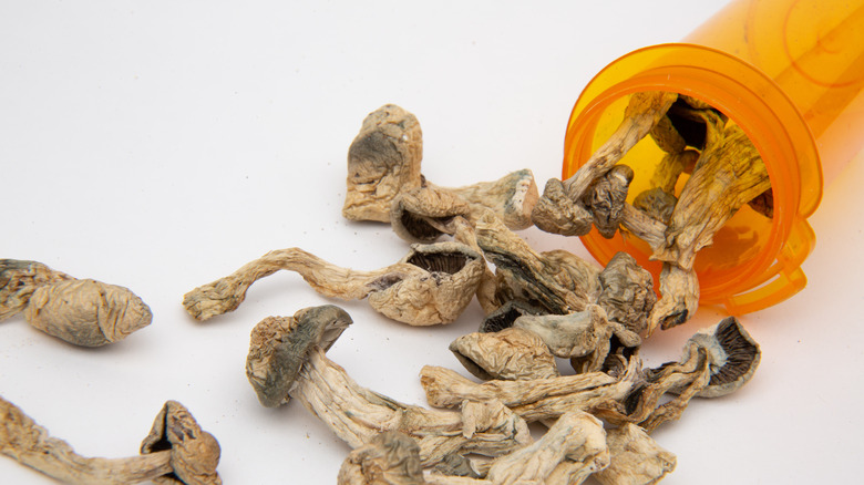 dried mushrooms orange prescription bottle