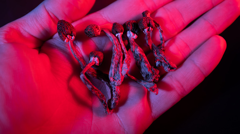 dried mushrooms in hand