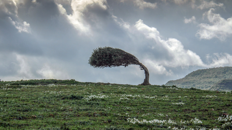 Wind blowing tree on hillside