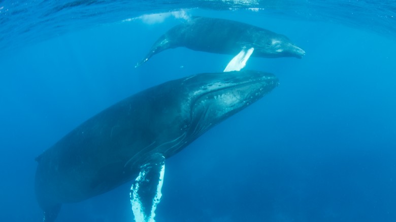 Underwater view of two humpback whales swimming