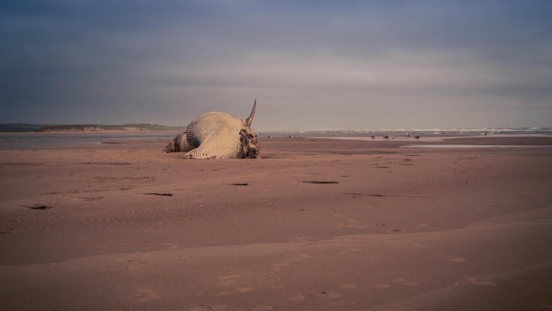 Beached whale on sandy beach