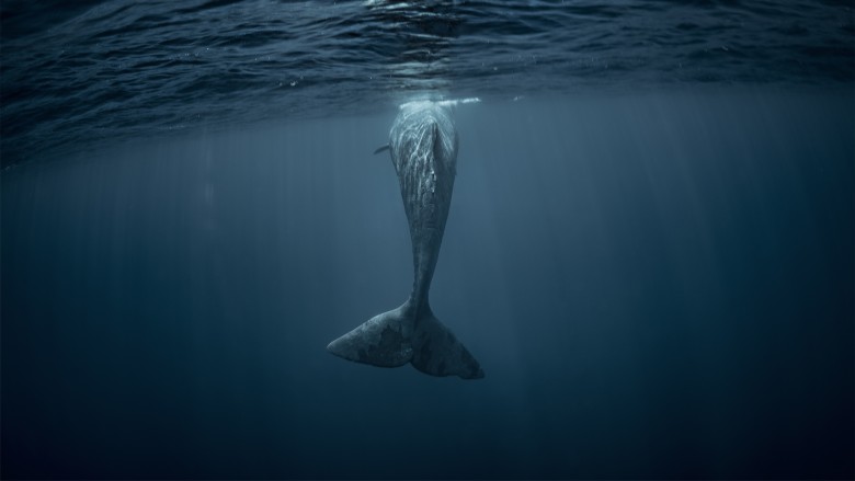 Underwater view of large whale approaching water surface