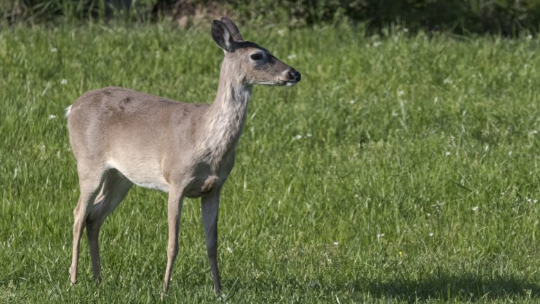 doe deer