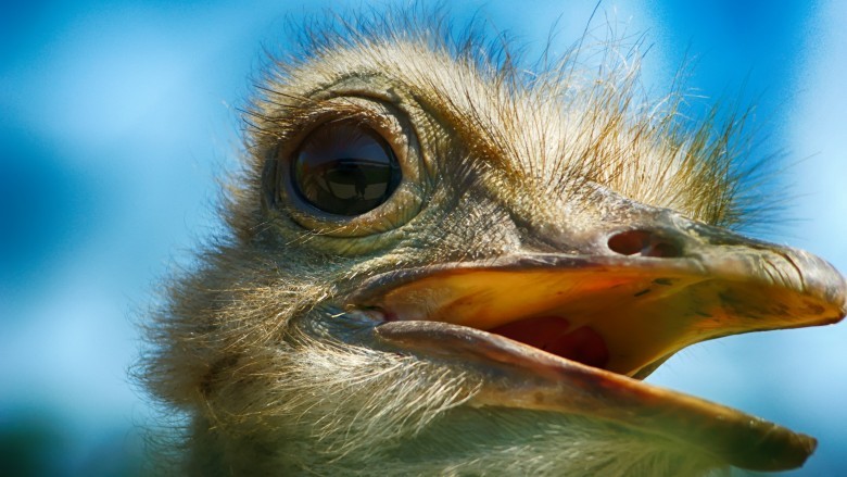 ostrich