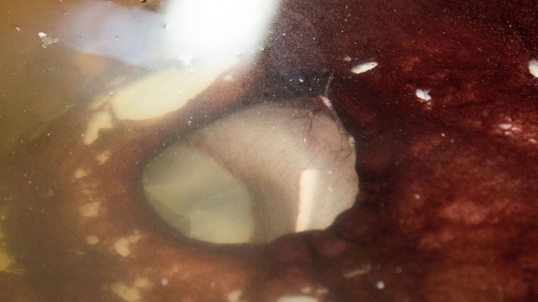 squid