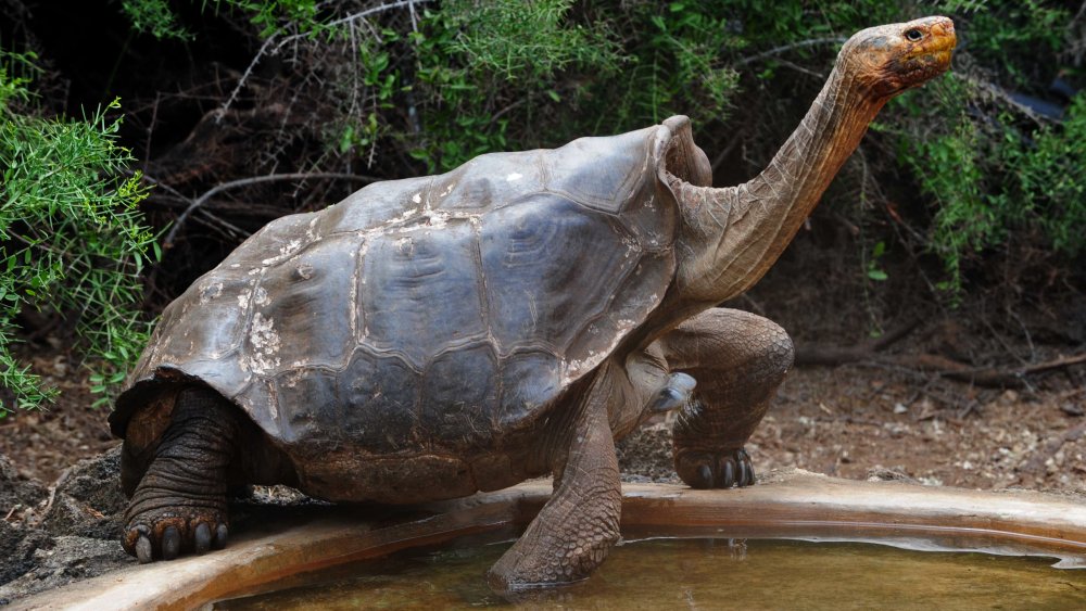 Diego the giant tortoise