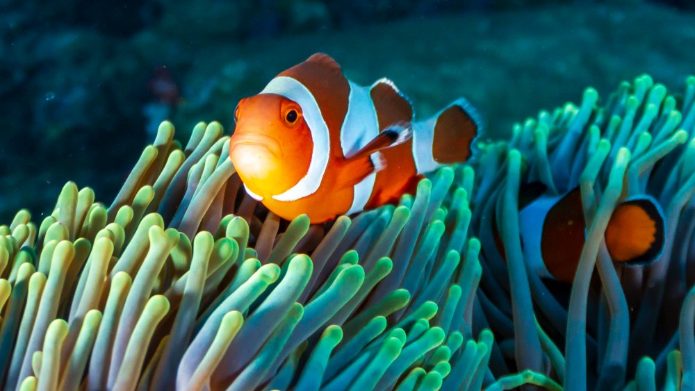 Finding Nemo, Clownfish