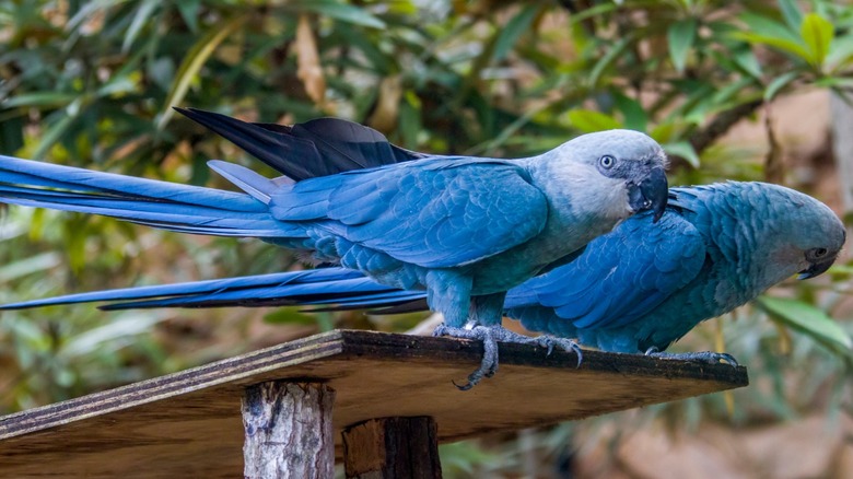 Two Spix's Macaws