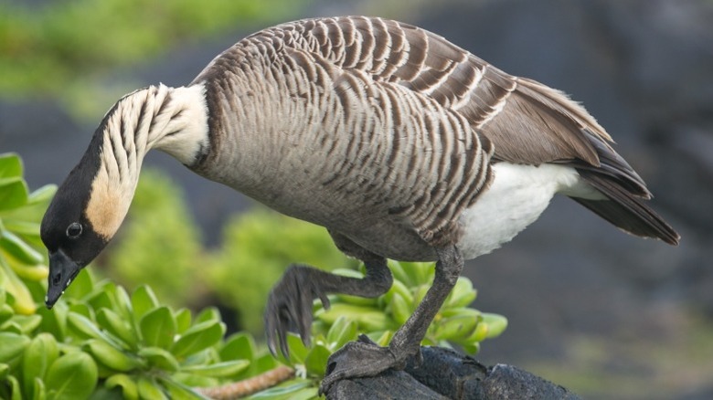 Nene goose foraging