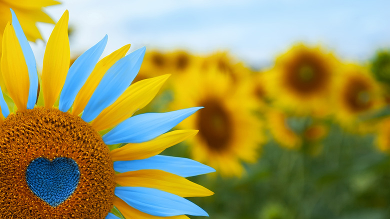 Sunflower in blue and yellow (Ukrainian colors)