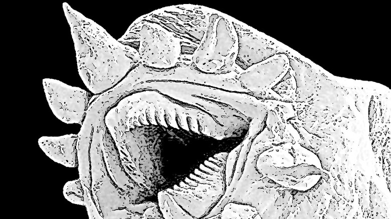 Head of Halicephalobus mephisto