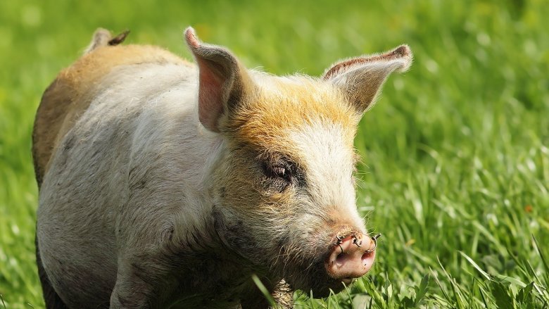 piglet