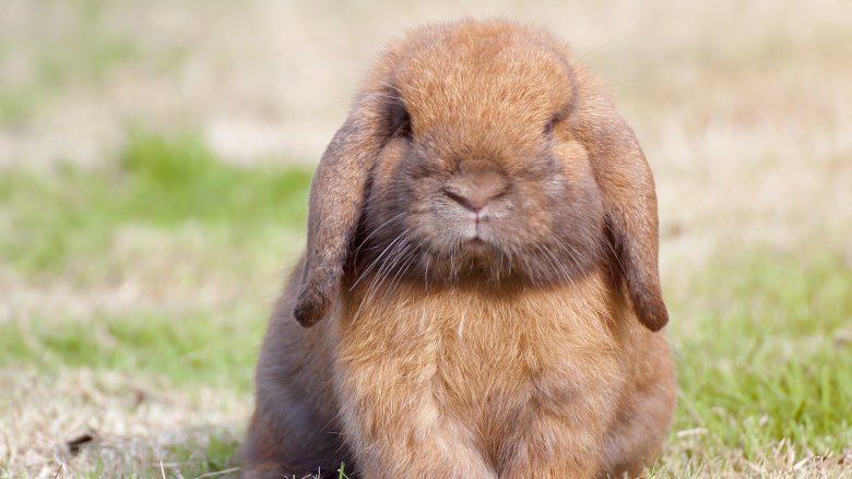 cute bunny rabbit