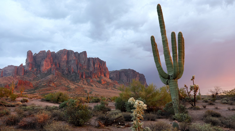 cactus growing in desert