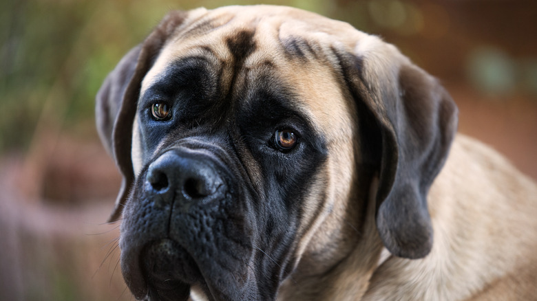 Bull mastiff dog