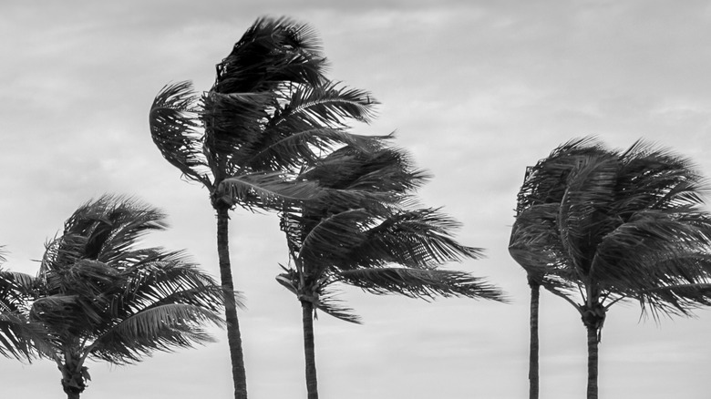 Hurricane, Key West