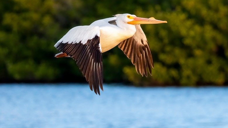 pelican in flight