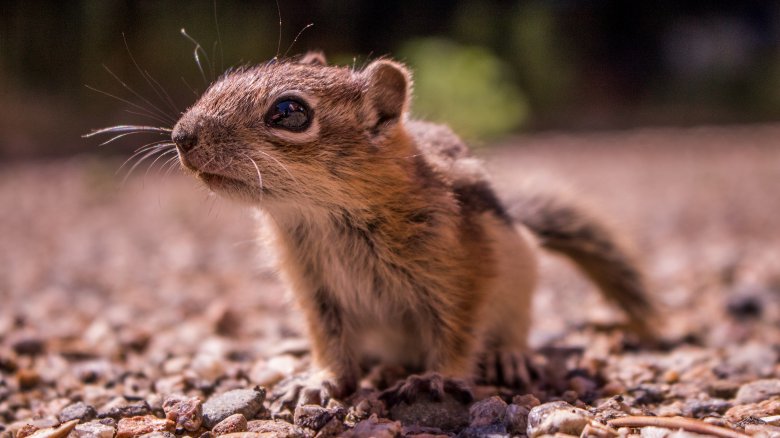 chipmunk