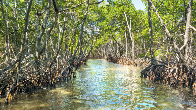 Mangrove forests line the winding Barron River in Everglades City, Florida