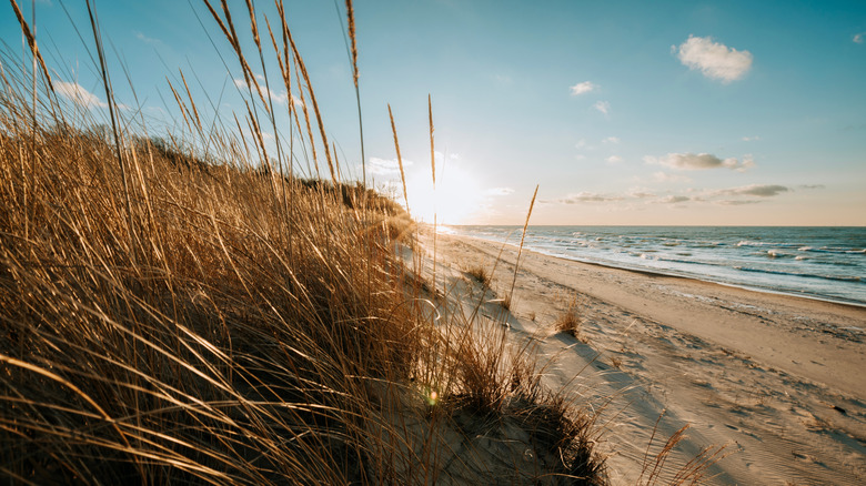 Sun setting over dunes in Indiana Dunes National Park.
