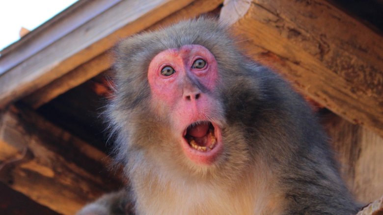 shocked monkey