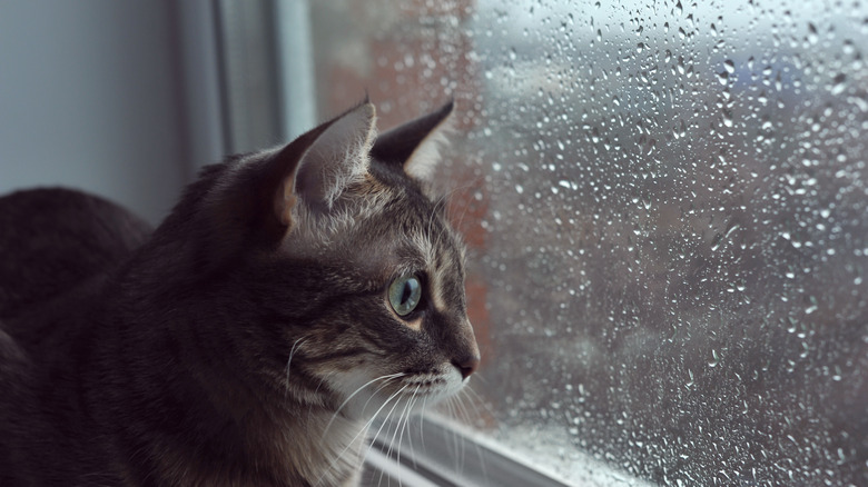 House cat watching a thunderstorm
