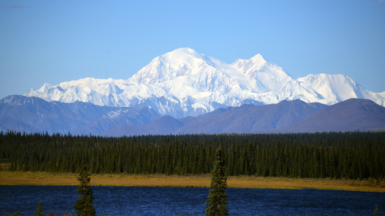 Denali national park mountain pines snowcapped peaks