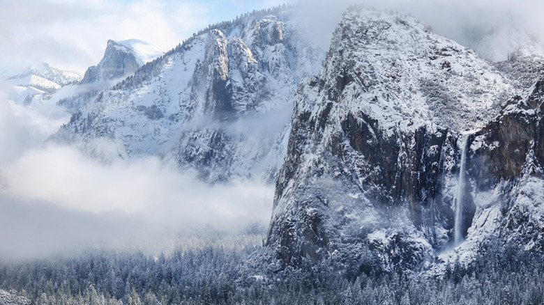 Snowy mountains and pine forest yosemite
