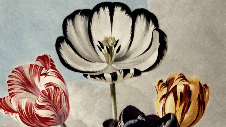 Tulip drawing from the 1700s 