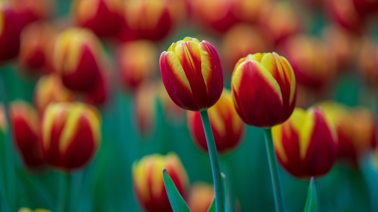 Tulips 