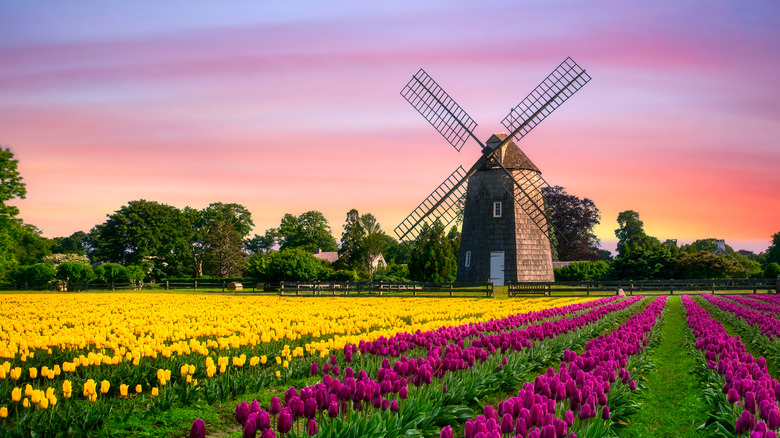Tulips in the Netherlands 
