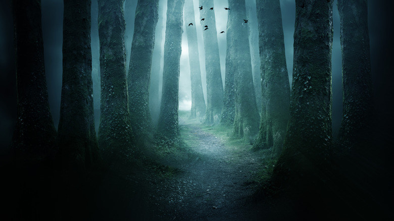 woods with fog and birds