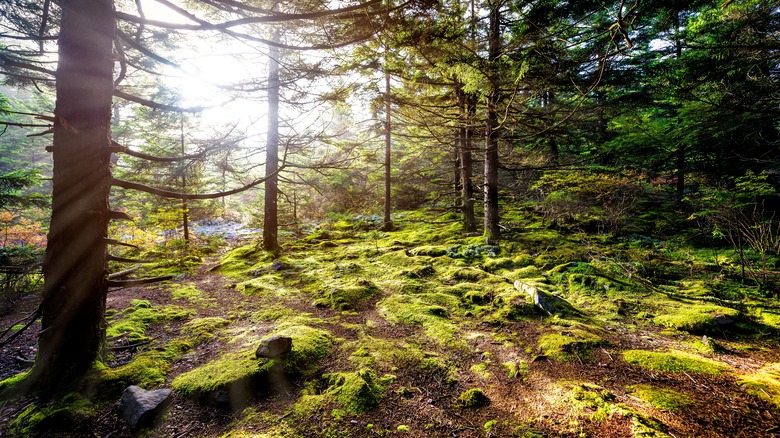 Appalachian Trail