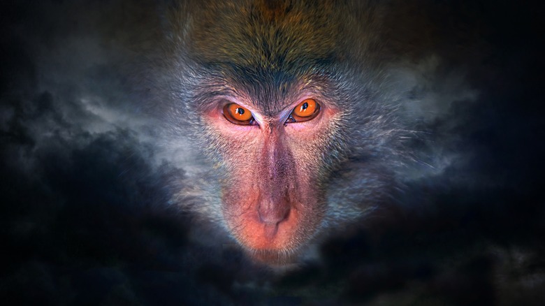 monkey staring