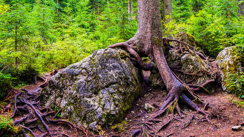 Tree roots