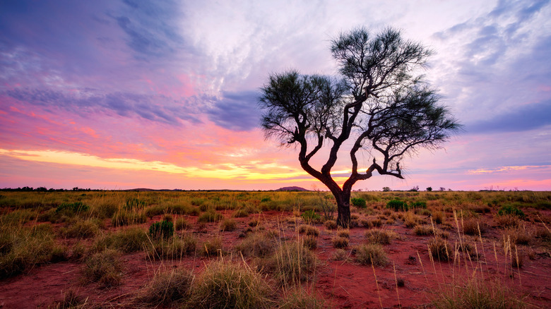 Open Australian expanse