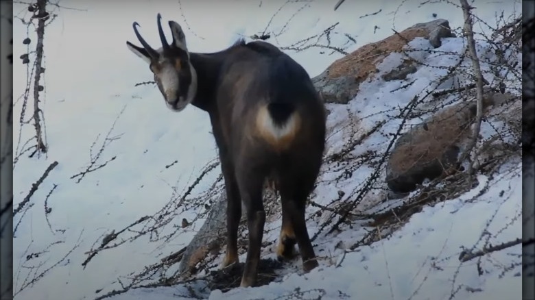 a modern day chamois
