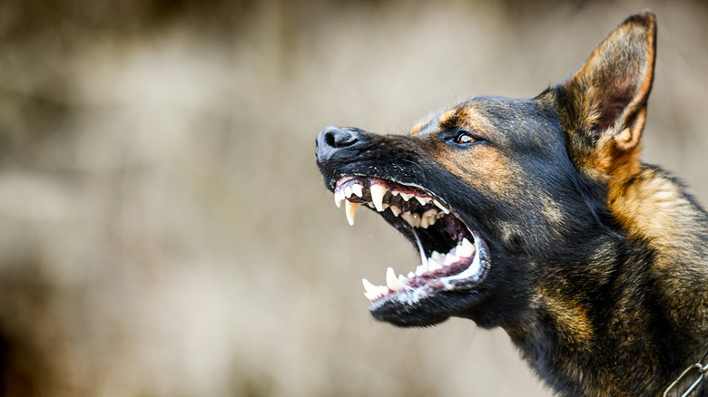 Aggressive dog bearing teeth