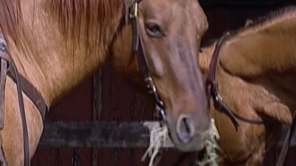 Horse Rectum