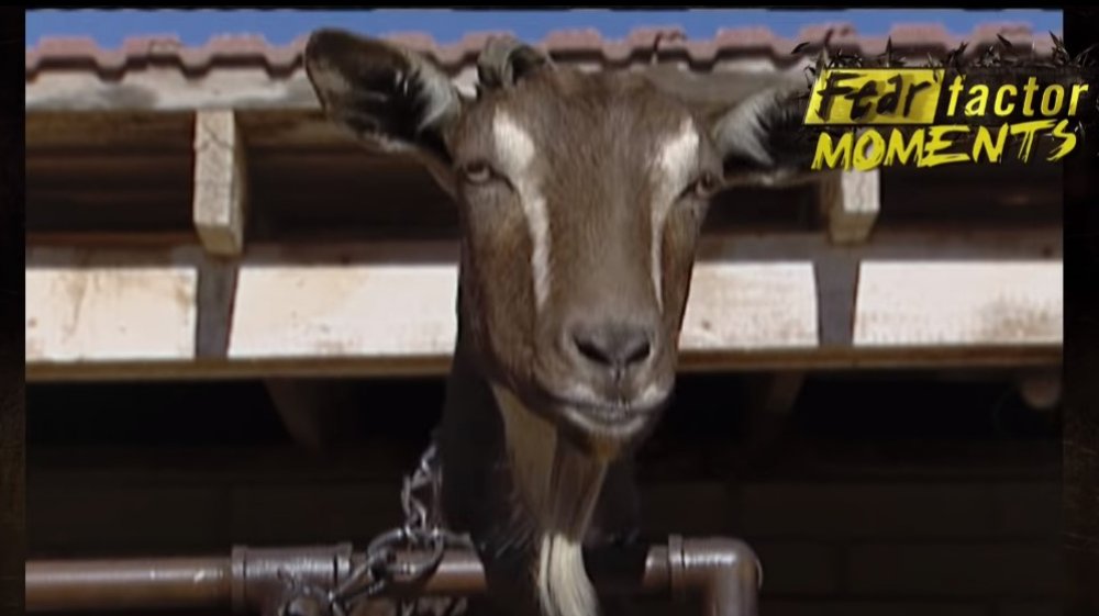 Milk the Goat
