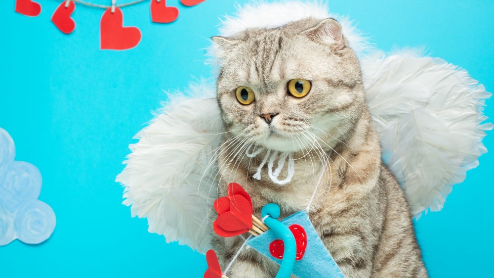 It's cupid cat!