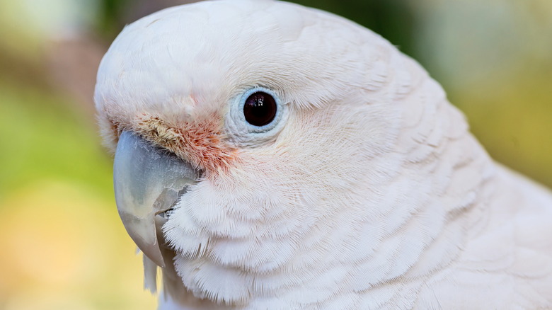 Close up of a Goffin's cockatoo